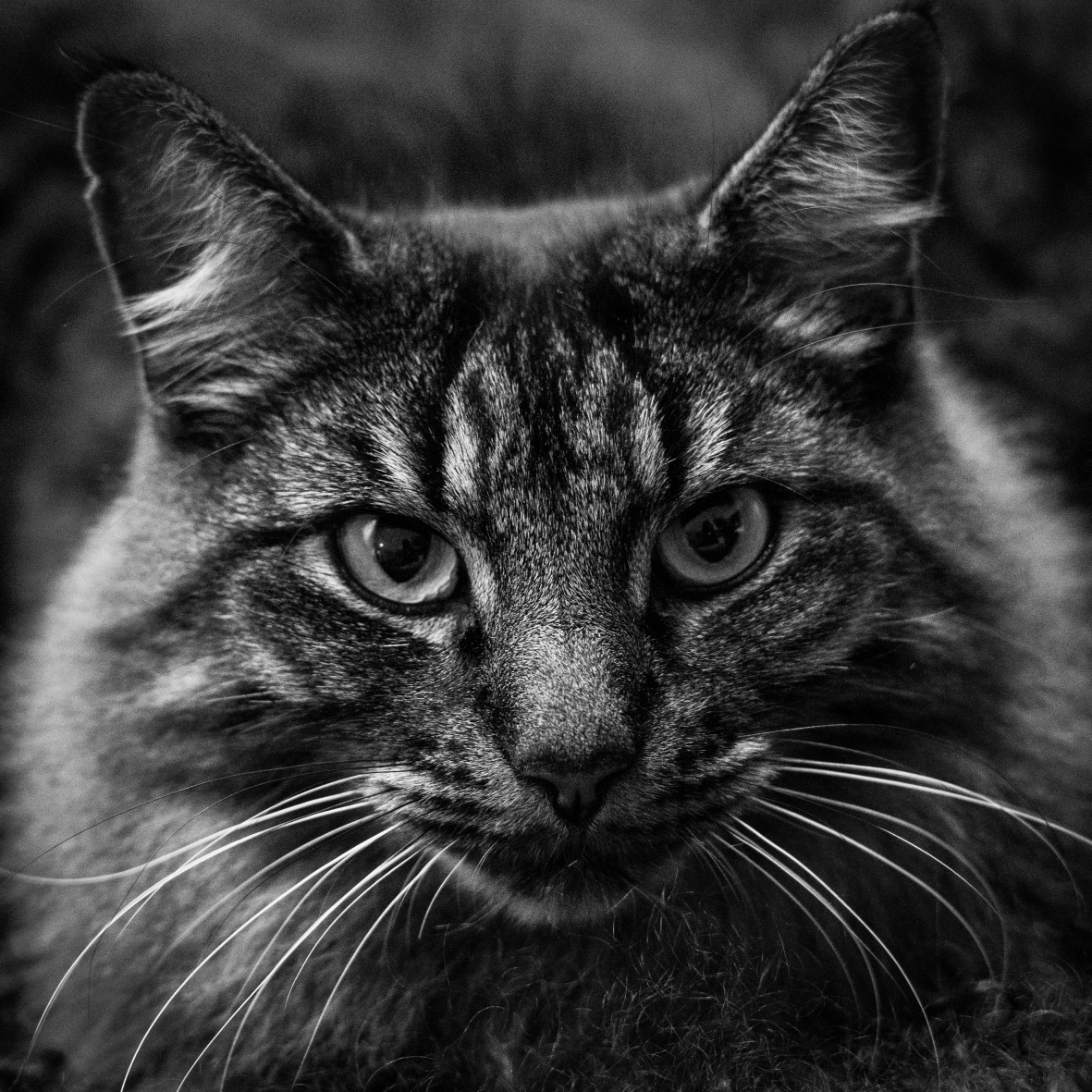 A very photogenic cat.